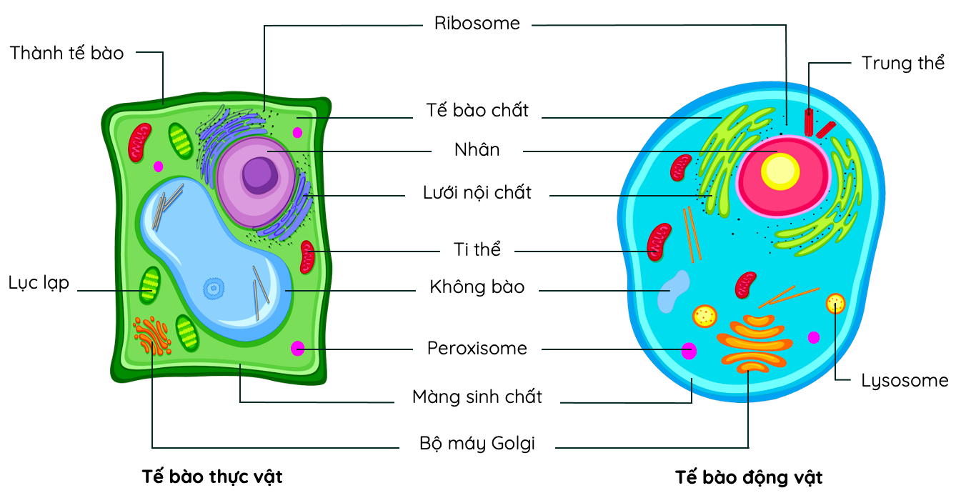 Cấu trúc của tế bào thực vật và tế bào động vật